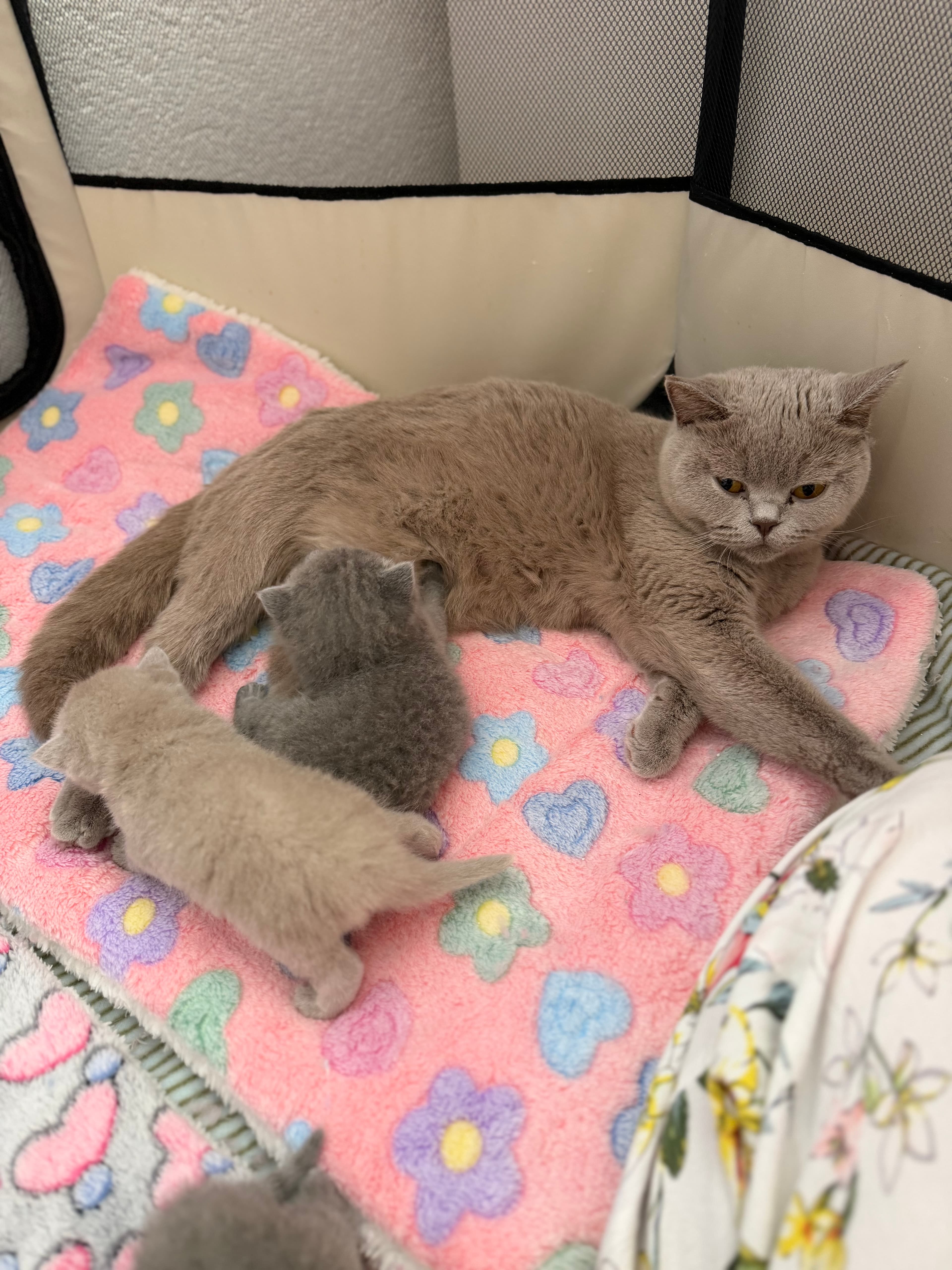 Reinrassige Britisch Kurzhaar Kitten