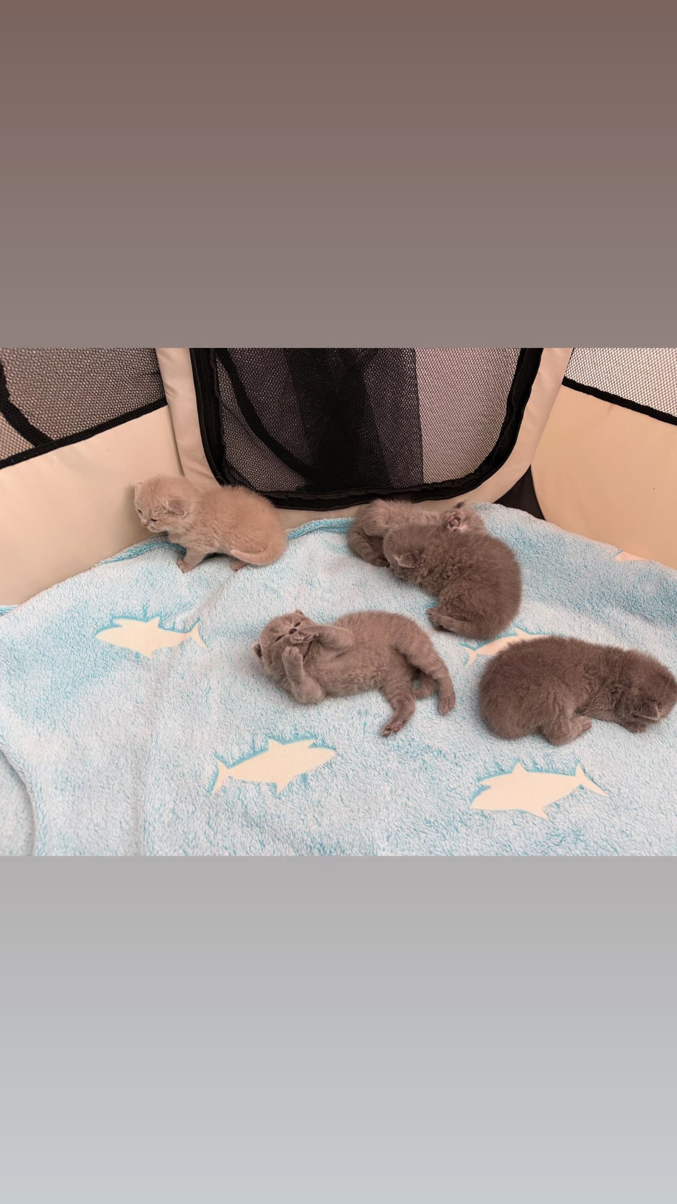 Reinrassige Britisch Kurzhaar Kitten
