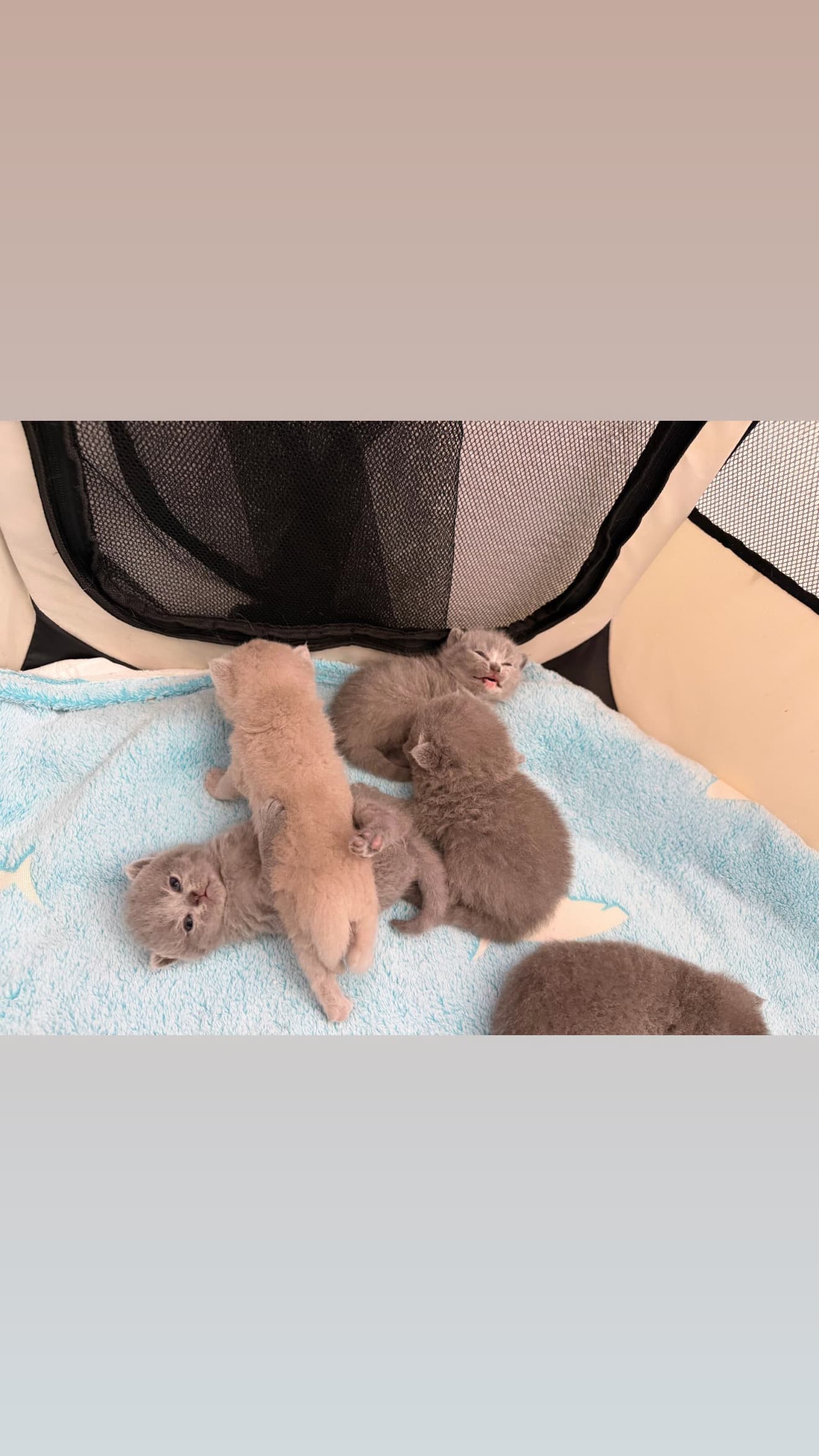 Reinrassige Britisch Kurzhaar Kitten