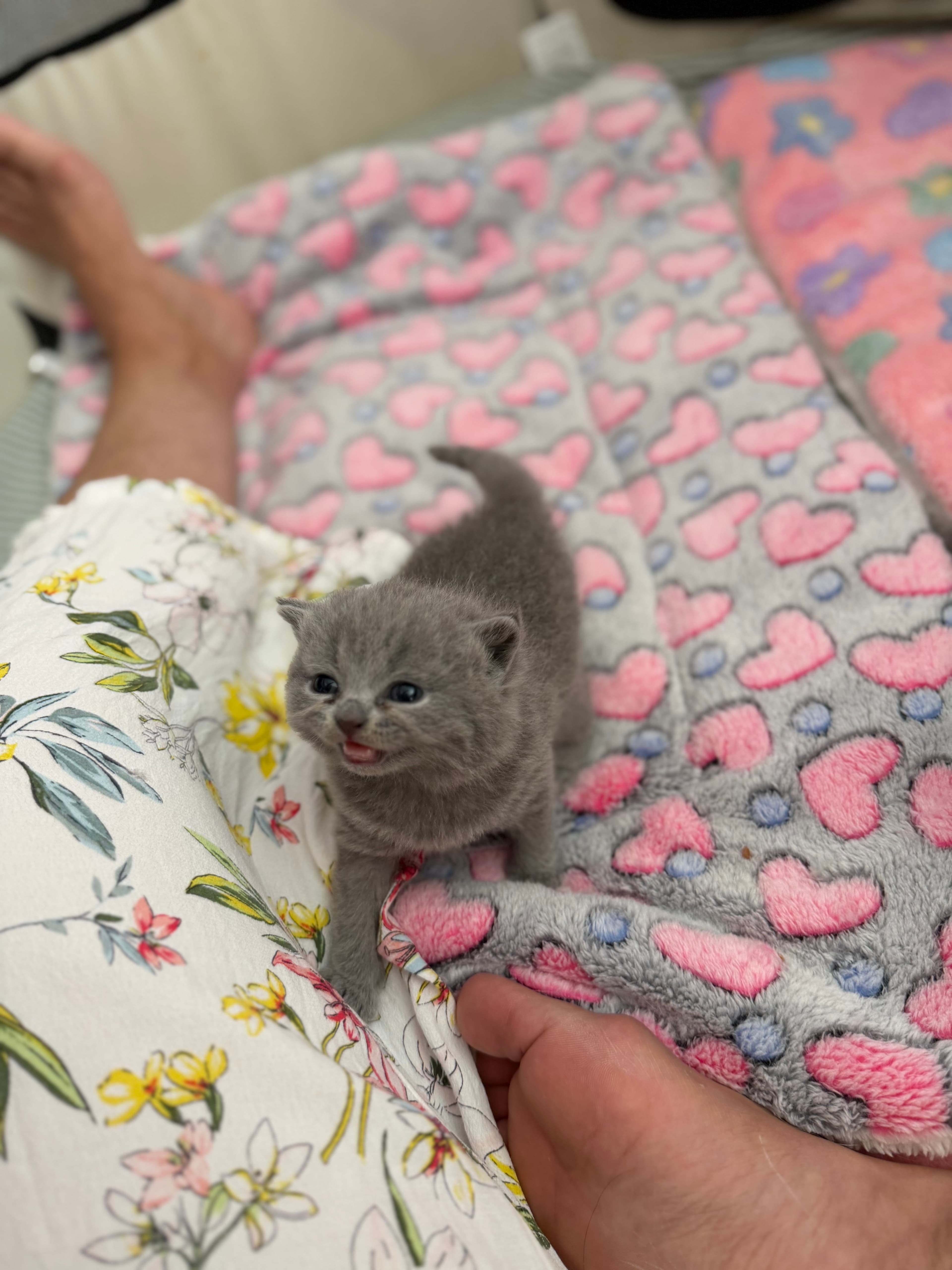 Reinrassige Britisch Kurzhaar Kitten