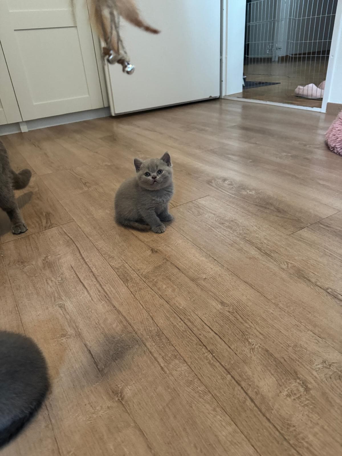 Reinrassige Britisch Kurzhaar Kitten