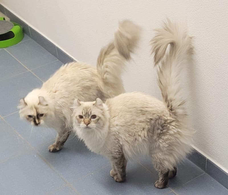 2 American Curl Weibchen mit Stammbaum - auch für die Zucht !