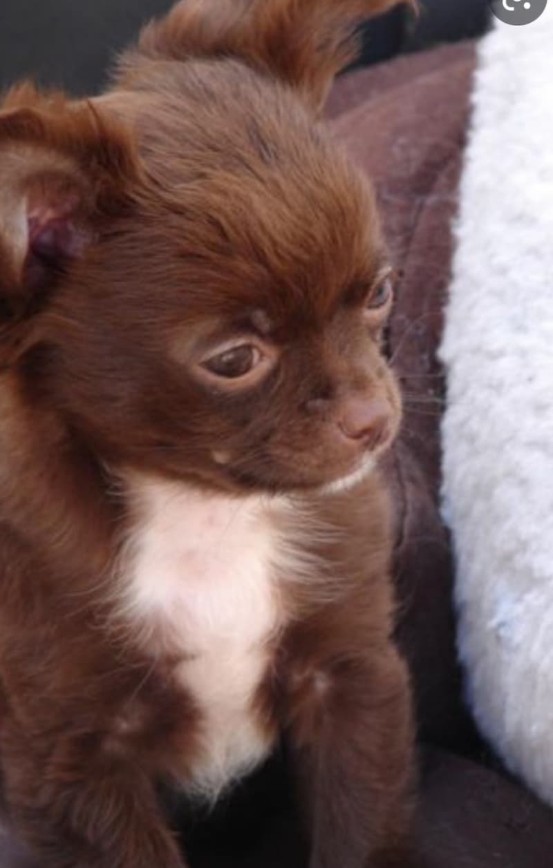 Chihuahua Welpen