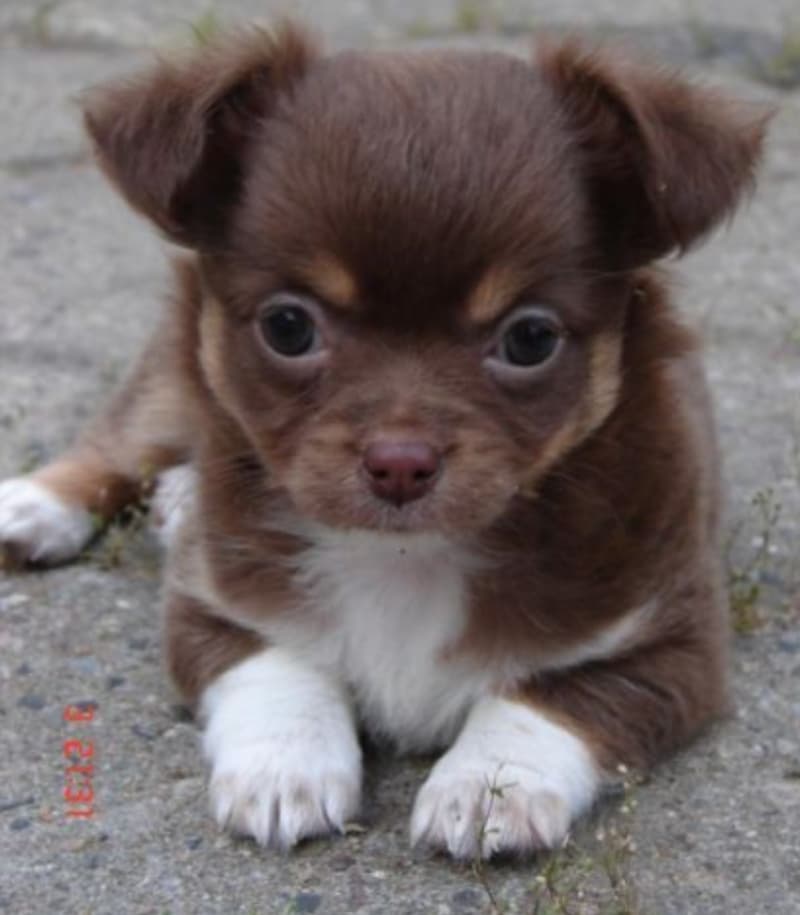 Chihuahua Welpen