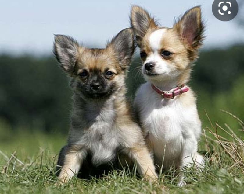 Chihuahua Welpen