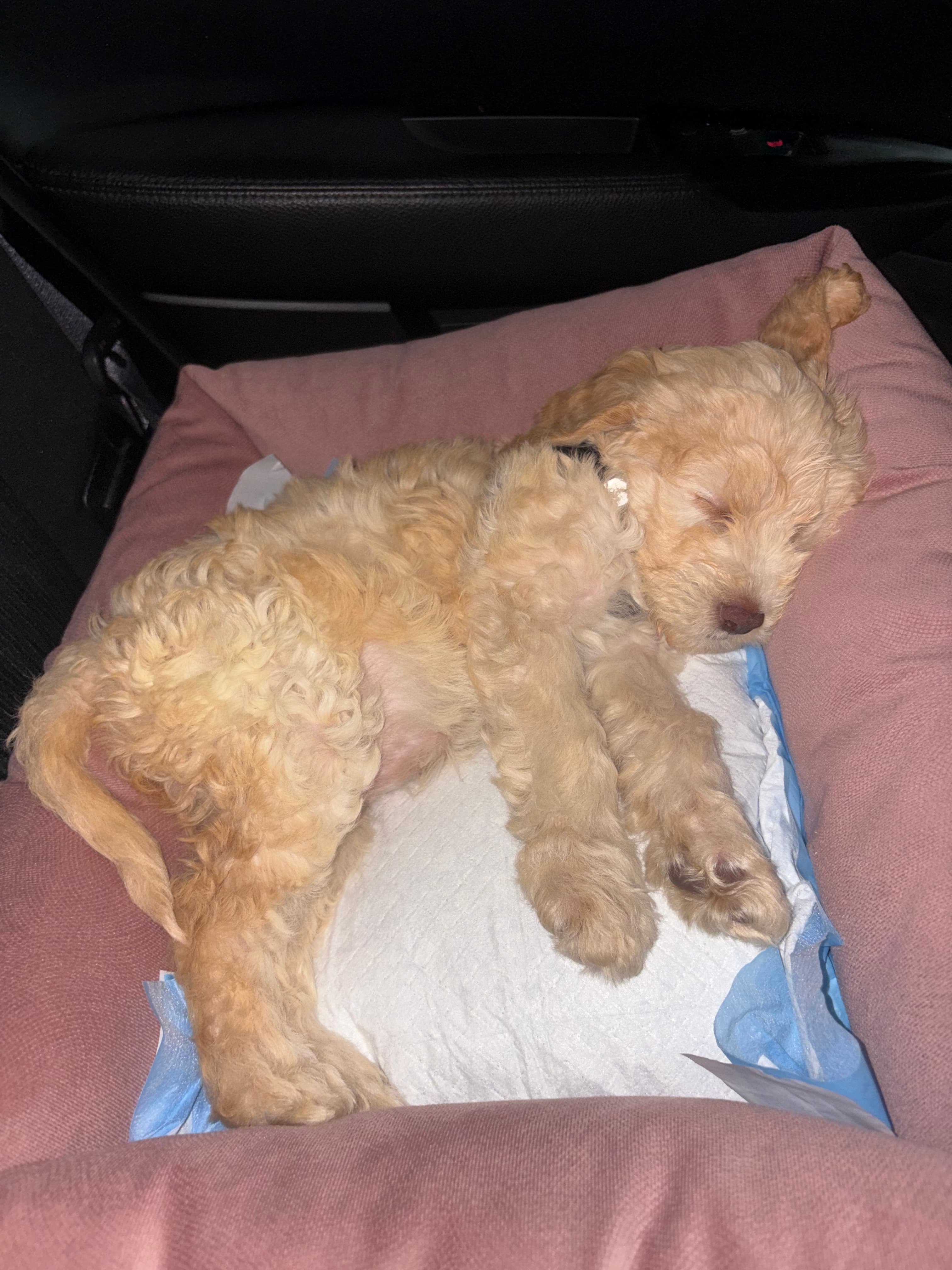 Maltipoo Welpe