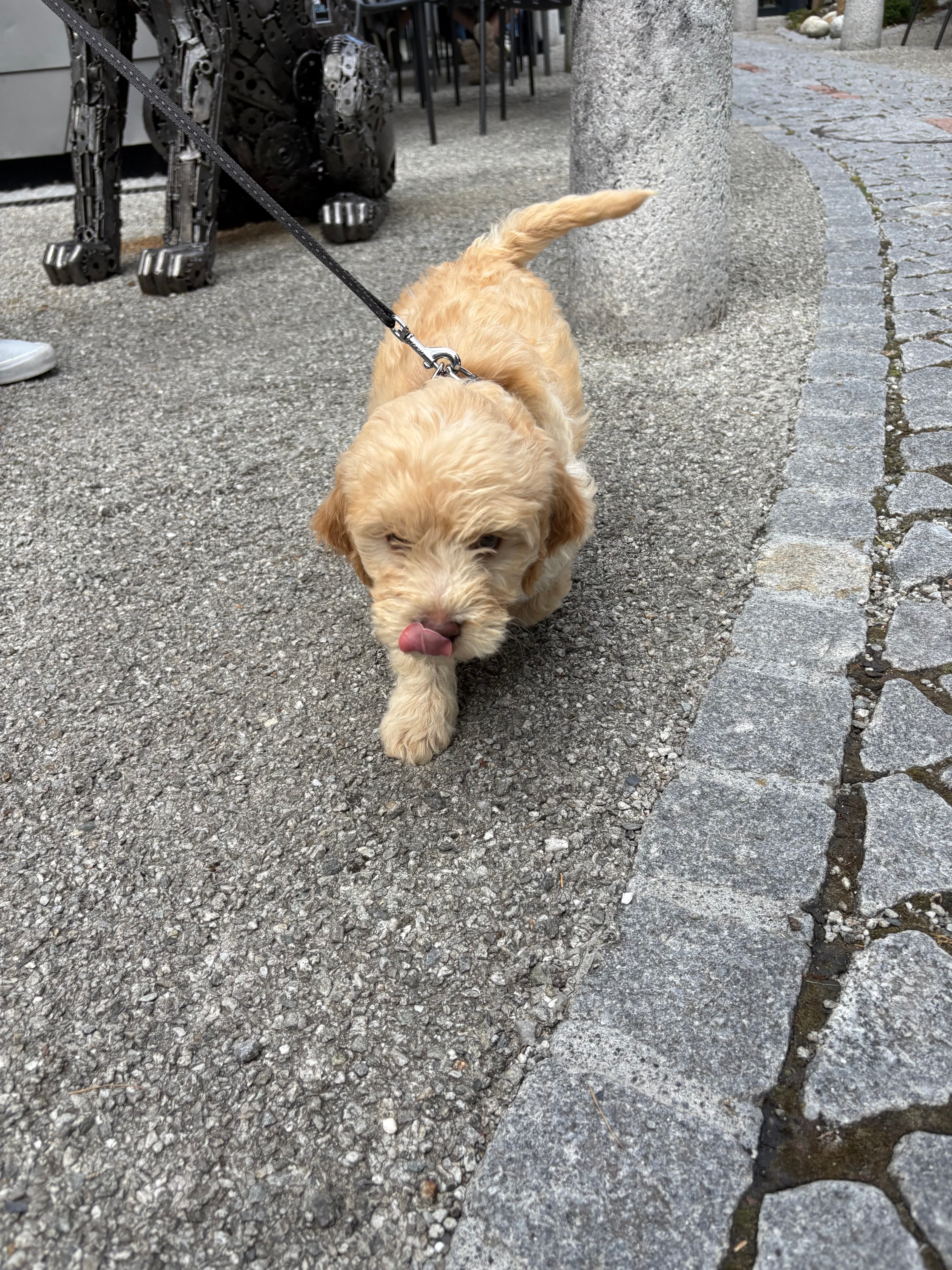 Maltipoo Welpe