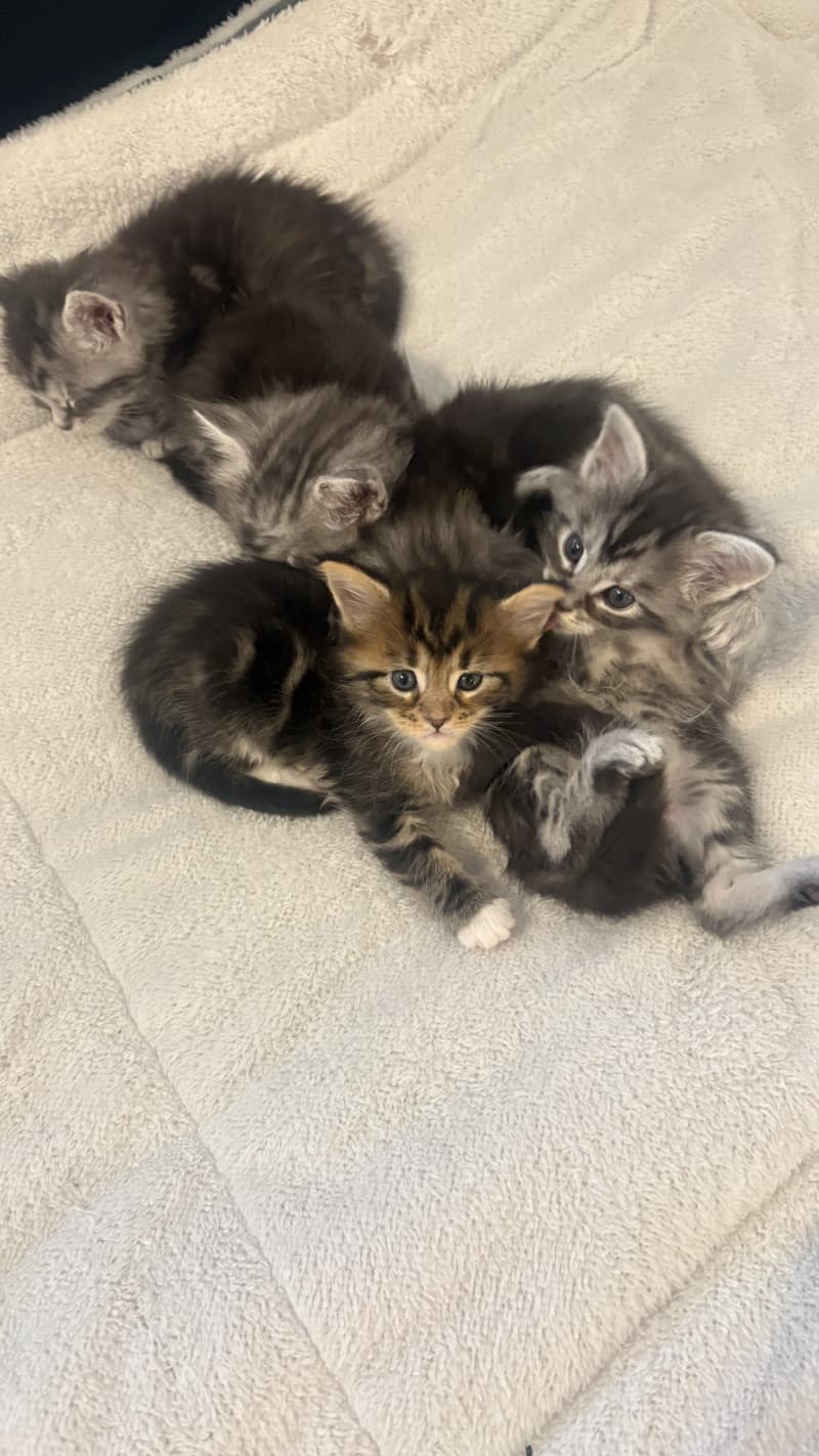 Maine Coon Mix Kitten