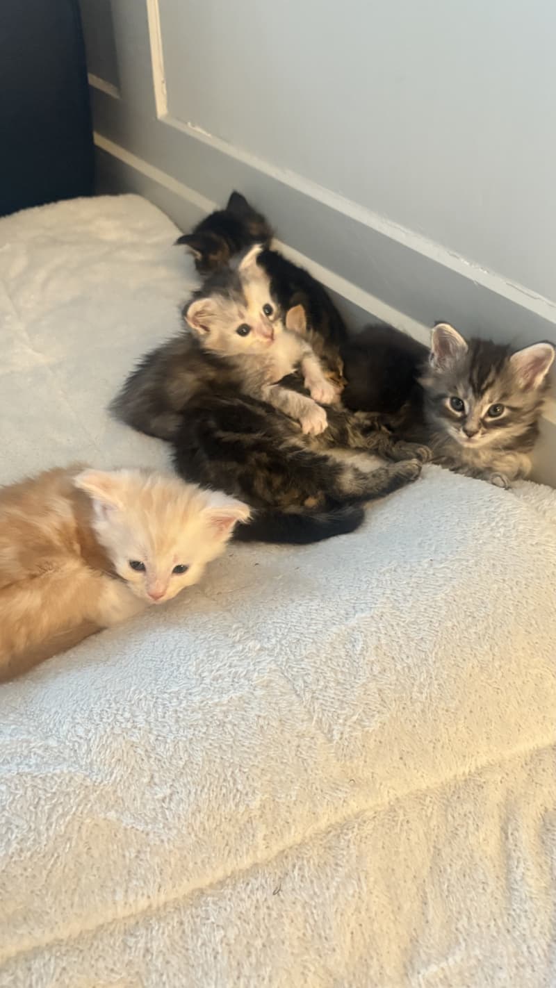Maine Coon Mix Kitten
