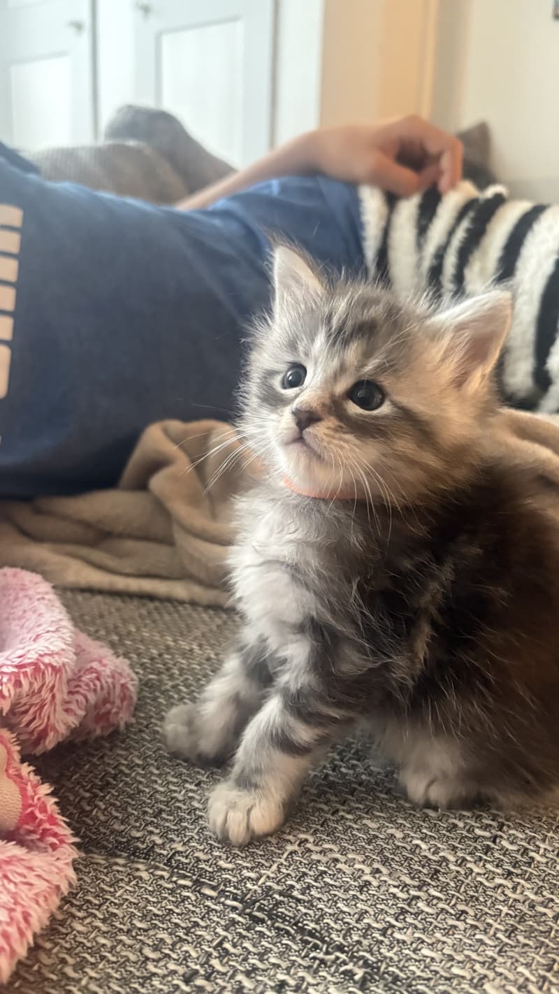 Maine Coon Mix Kitten