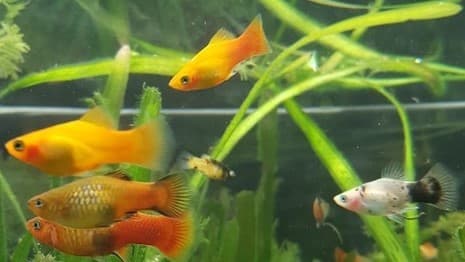Junge Antennenwelse und Platys abzugeben