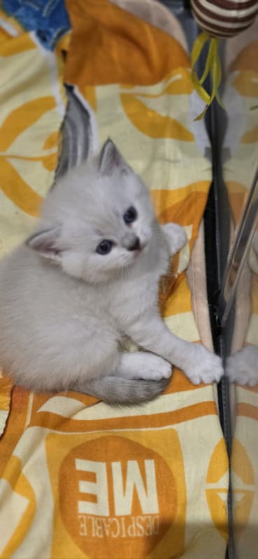 3 BKH Kitten in Blue Point/Blue silver Tabby