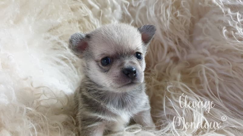 NEW! Bébés Pomchi (Chihuahua x loulou de pomeranie)