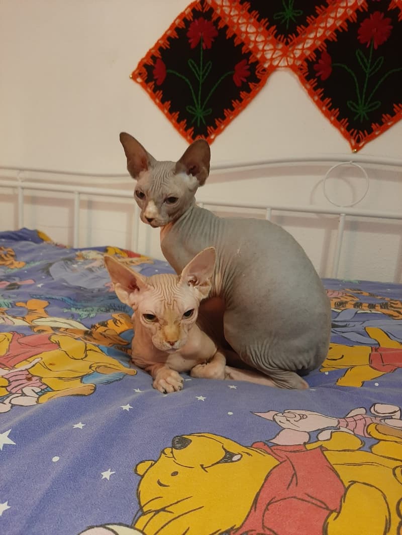 Sphnyx Kitten zuverkaufen