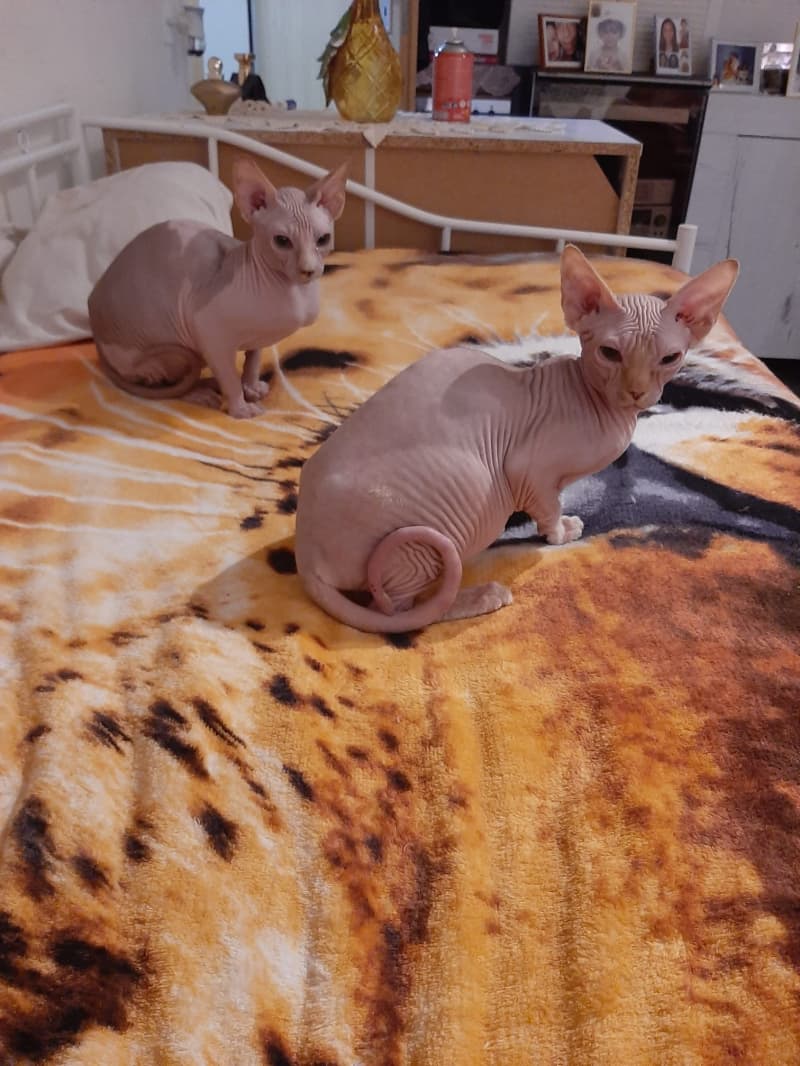 Sphnyx Kitten zuverkaufen