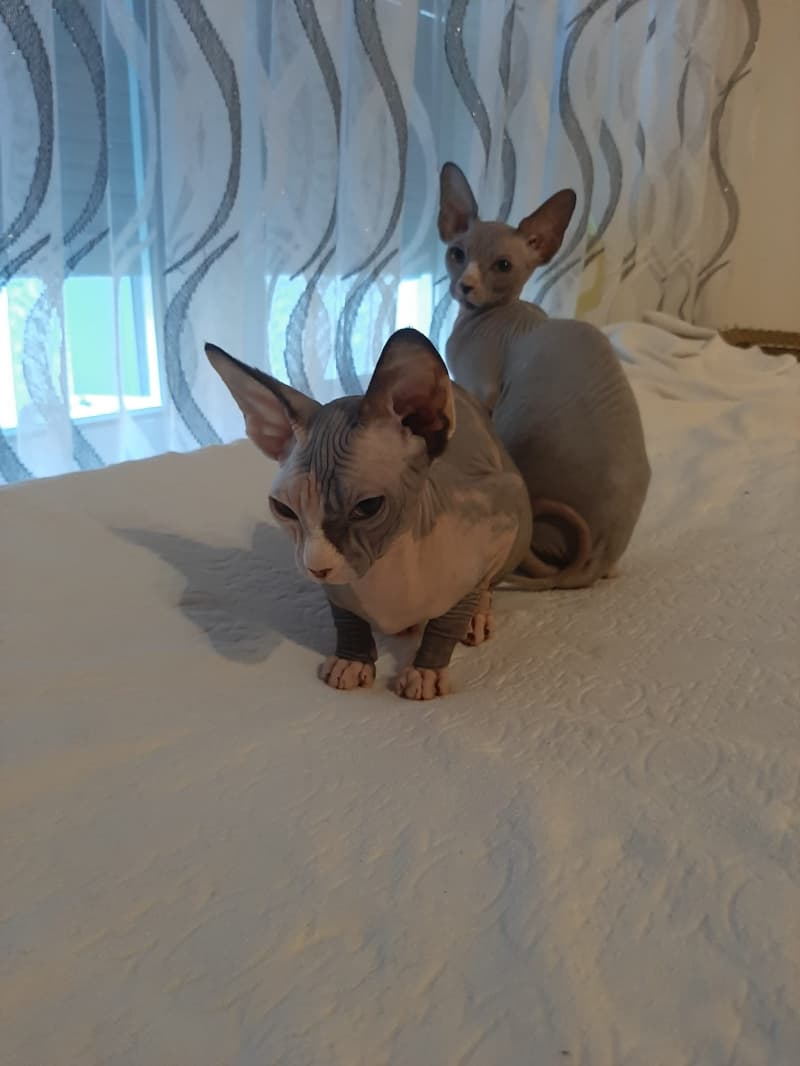 Sphnyx Kitten zuverkaufen