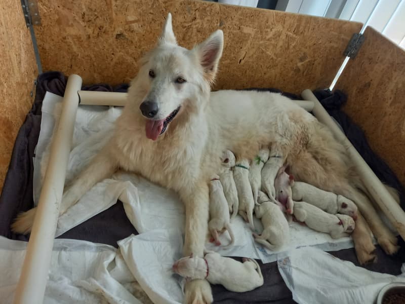 Weisse Schweizer Schäfer/Berger Blanc Suisse