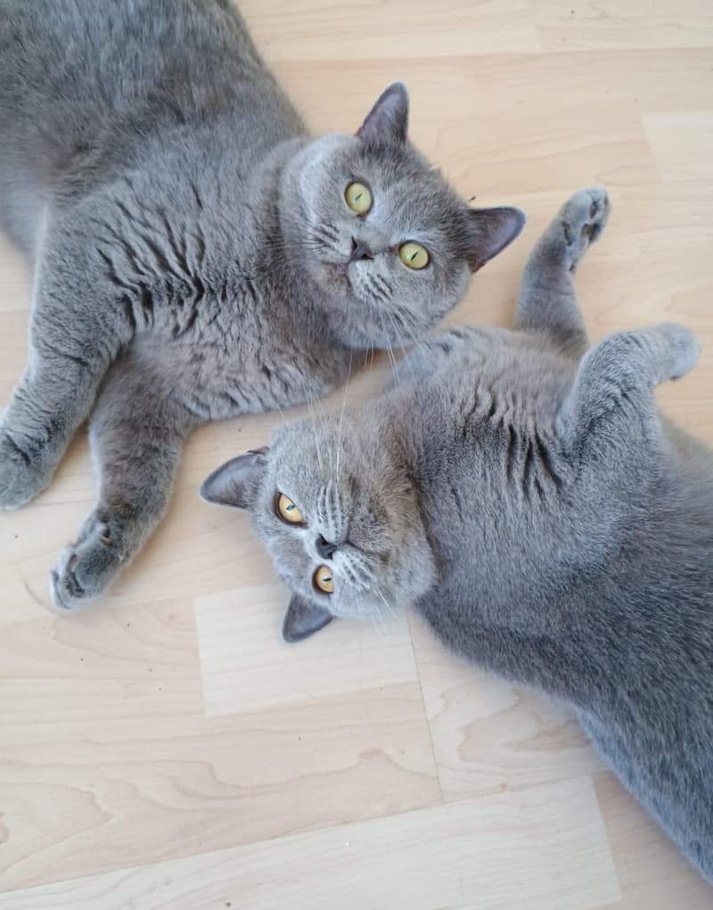 BKH Kitten blue