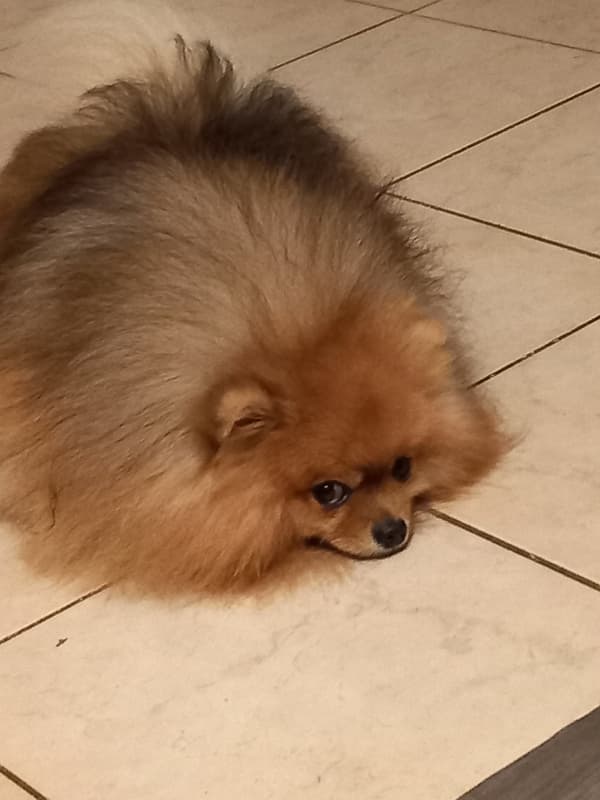 Pomeranian Deckrüde