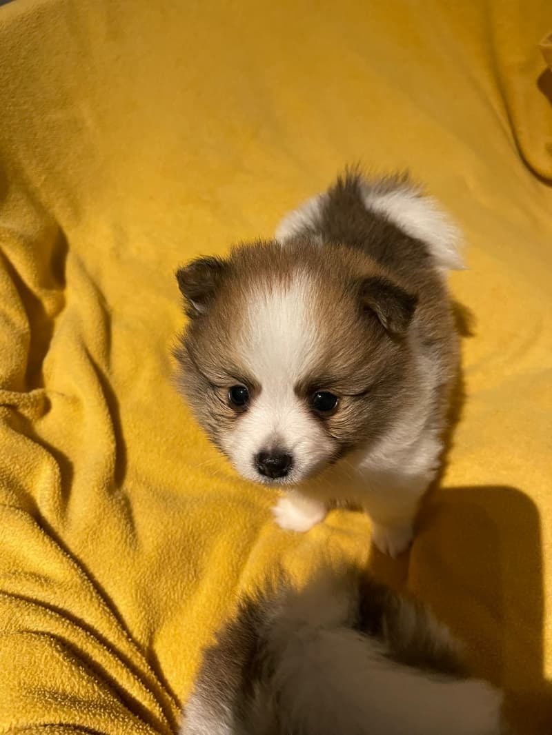 Reinrassige Pomeranian Zwergspitz
