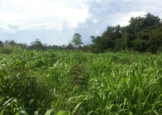 Brasilien riesengrosses 5'150 Ha Farm in der Nähe von Presidente