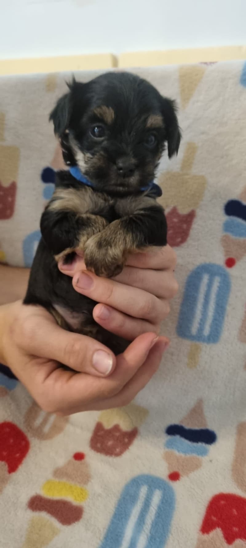 Mini Yorkshire Terier