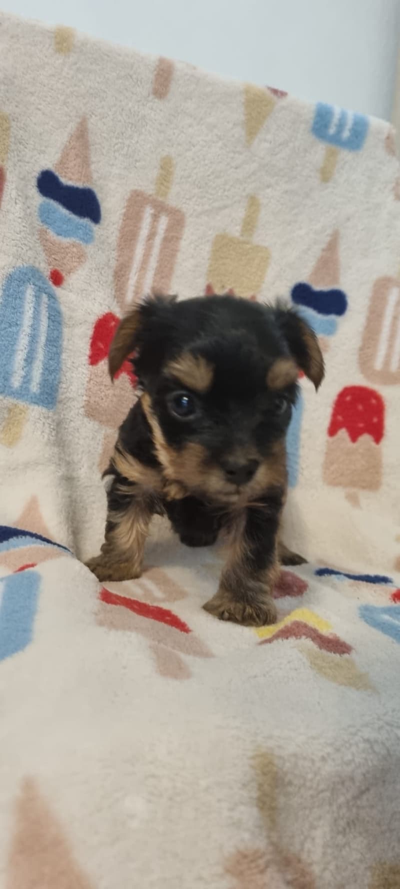 Mini Yorkshire Terier