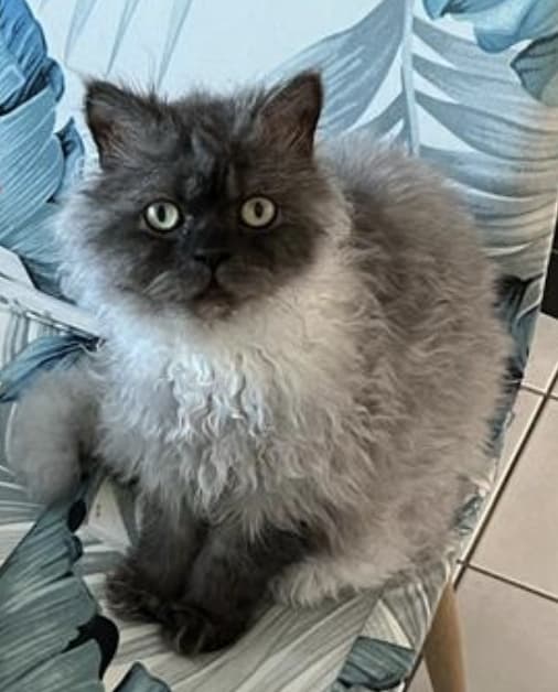 Verschmuster Selkirk Rex Deckkater Blutgruppe A