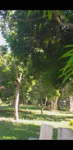 Brasilien 248 HA grosse Rinderfarm und Früchtefarm