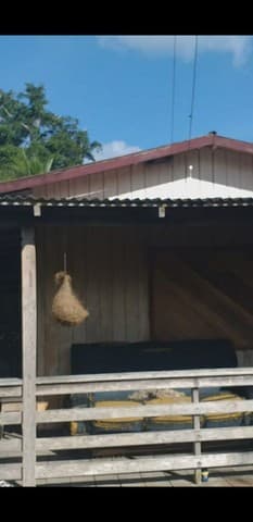 Brasilien 248 HA grosse Rinderfarm und Früchtefarm