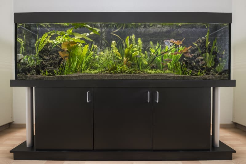 Vorankündigung Verkauf 2m Aquarium
