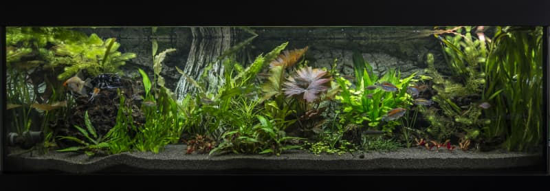 Vorankündigung Verkauf 2m Aquarium