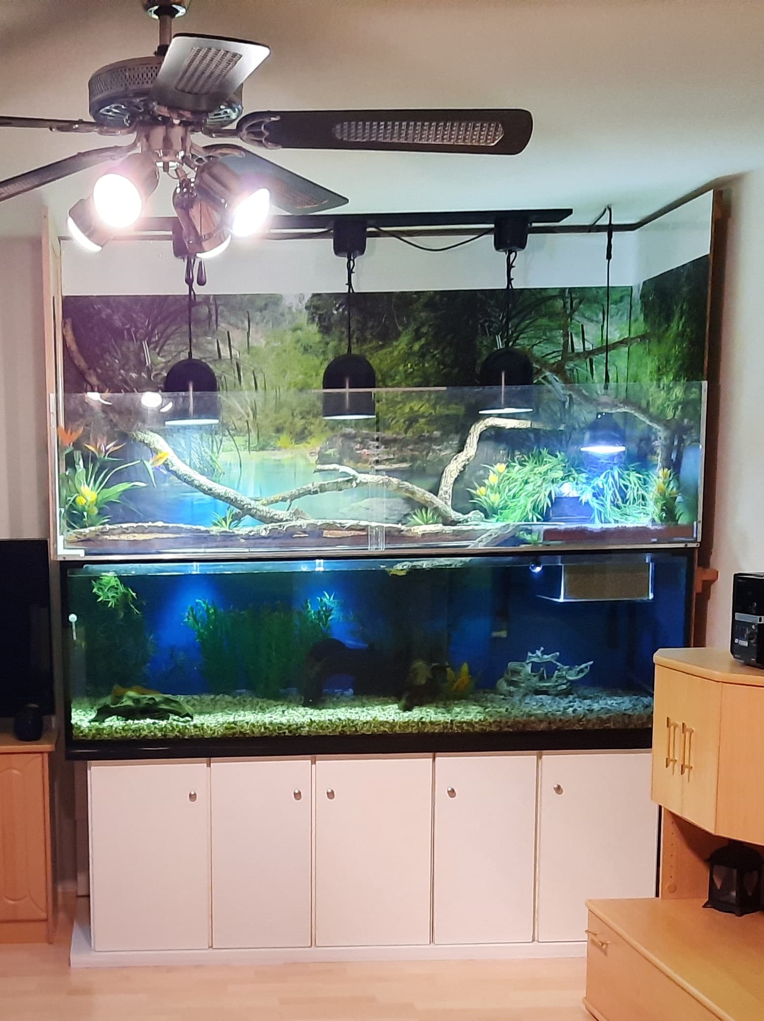 Grosses Aquaterrarium mit zwei Wasserschildkröten