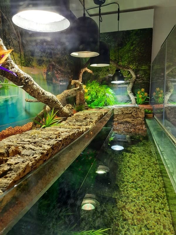 Grosses Aquaterrarium mit zwei Wasserschildkröten