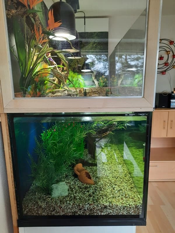 Grosses Aquaterrarium mit zwei Wasserschildkröten