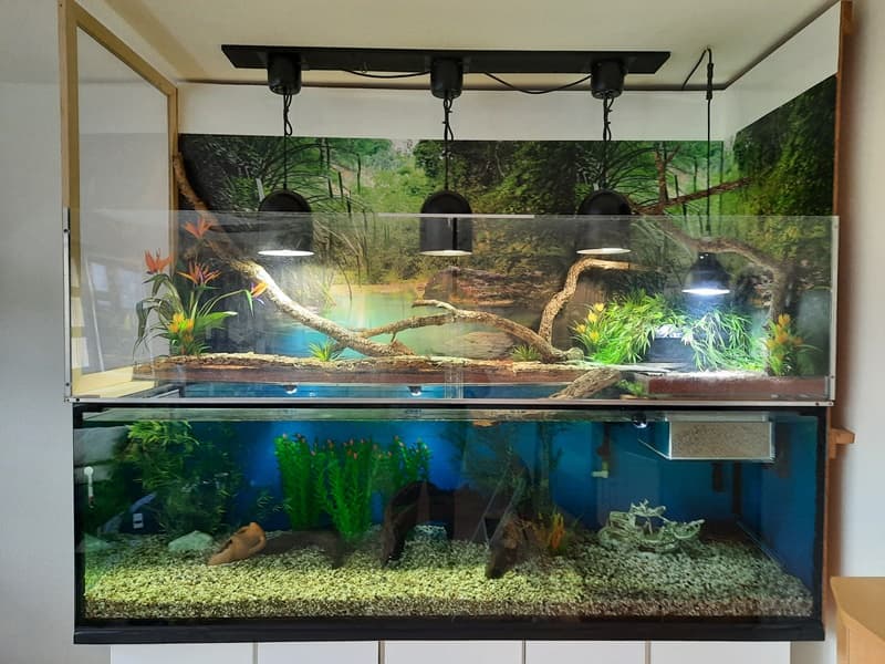 Grosses Aquaterrarium mit zwei Wasserschildkröten