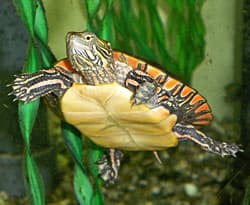 Grosses Aquaterrarium mit zwei Wasserschildkröten