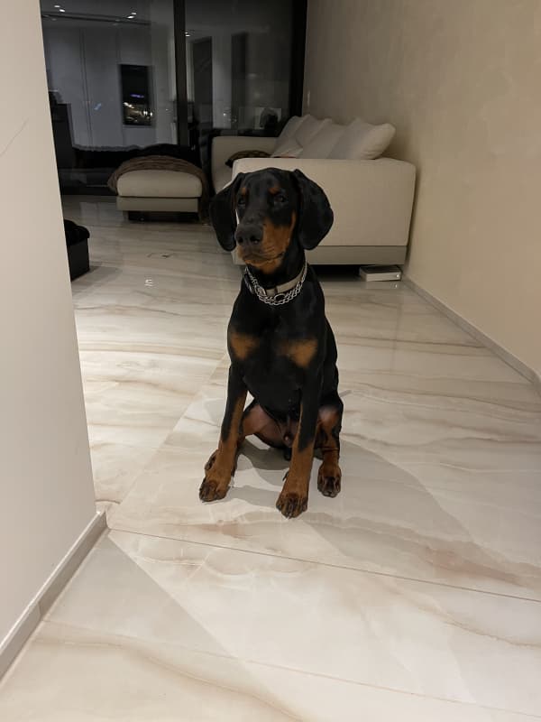 Dobermann Junghund