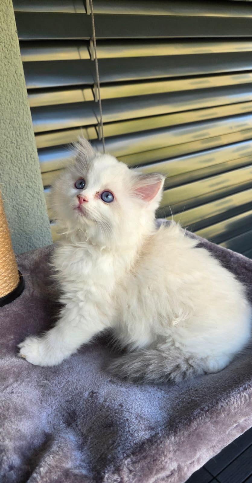 3 wunderschöne reinrassige Ragdoll-Kitten mit Show-Potenzial