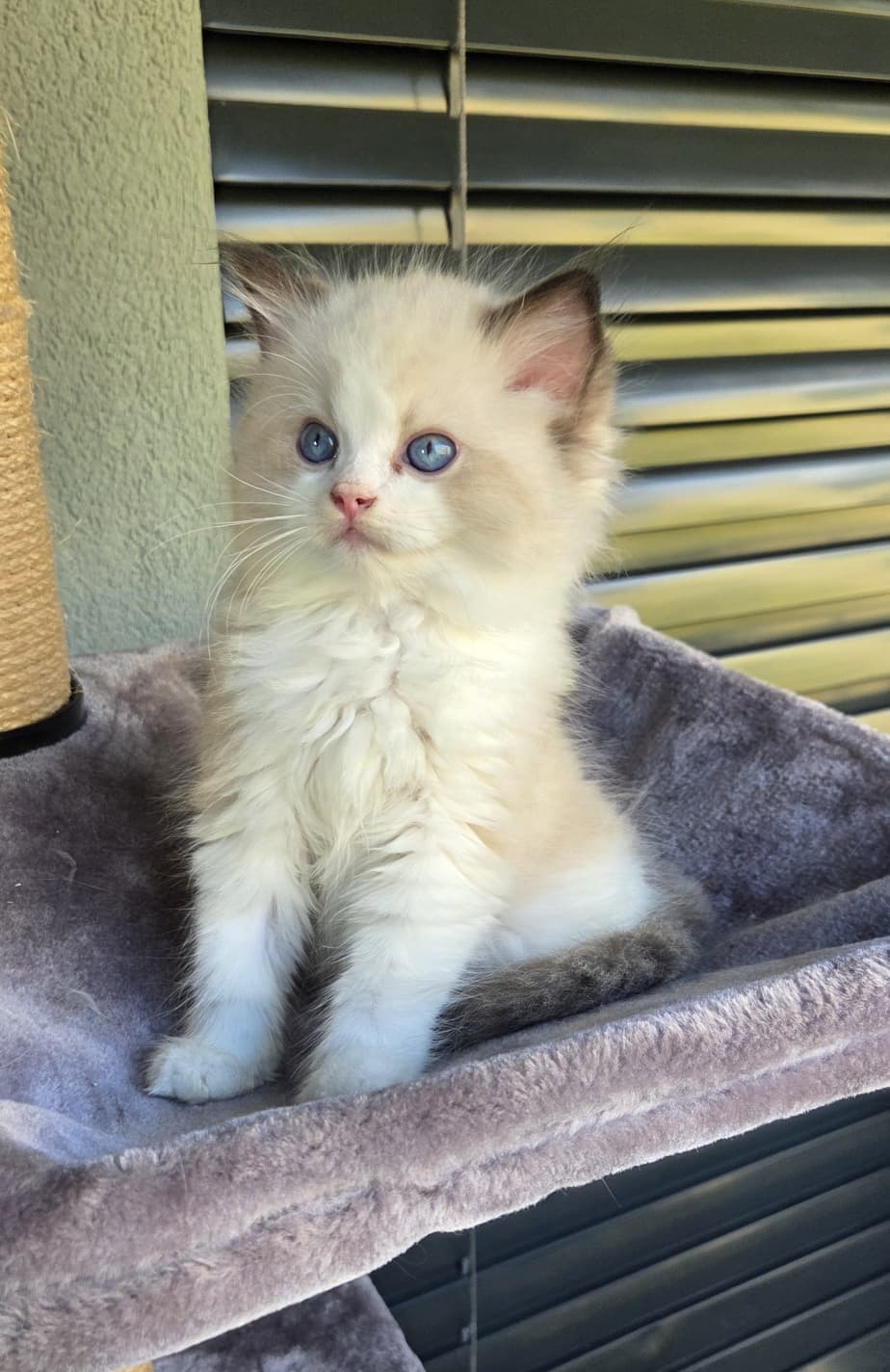 3 wunderschöne reinrassige Ragdoll-Kitten mit Show-Potenzial