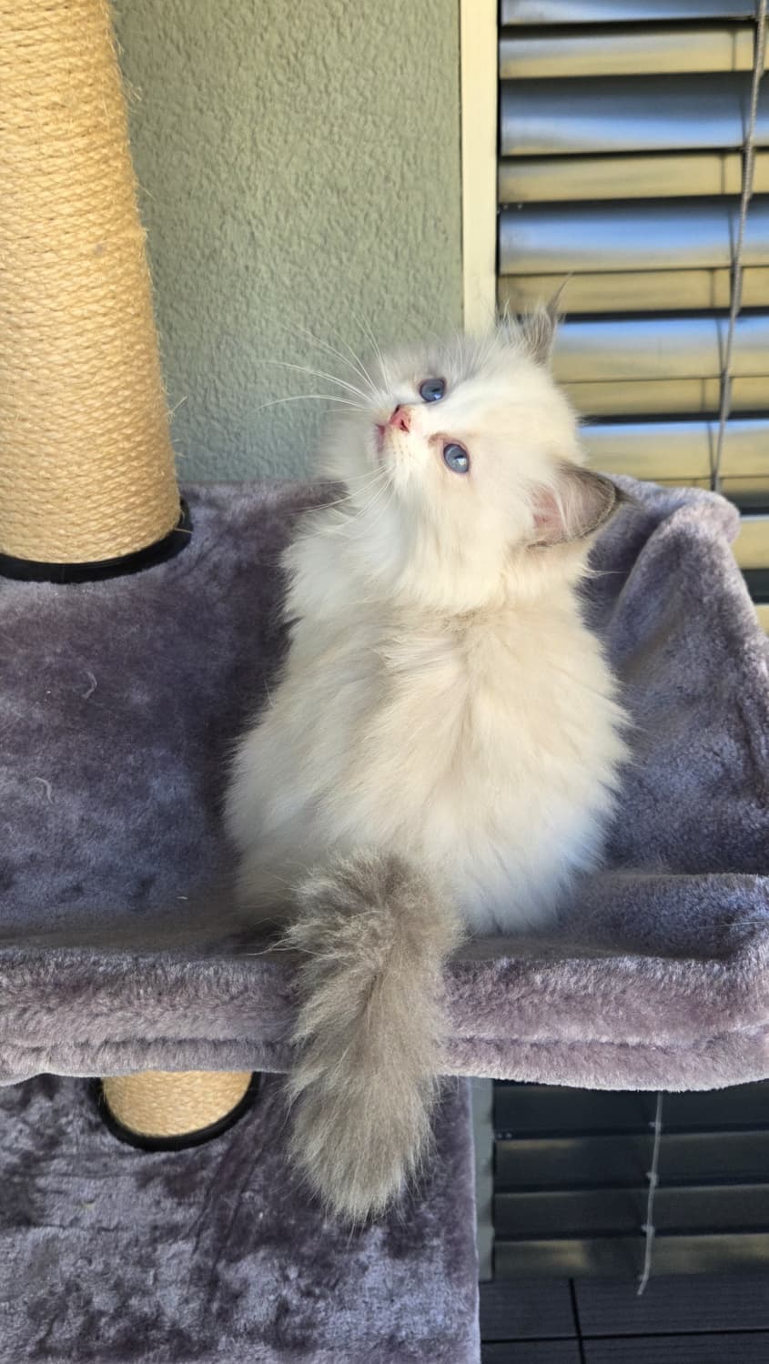3 wunderschöne reinrassige Ragdoll-Kitten mit Show-Potenzial