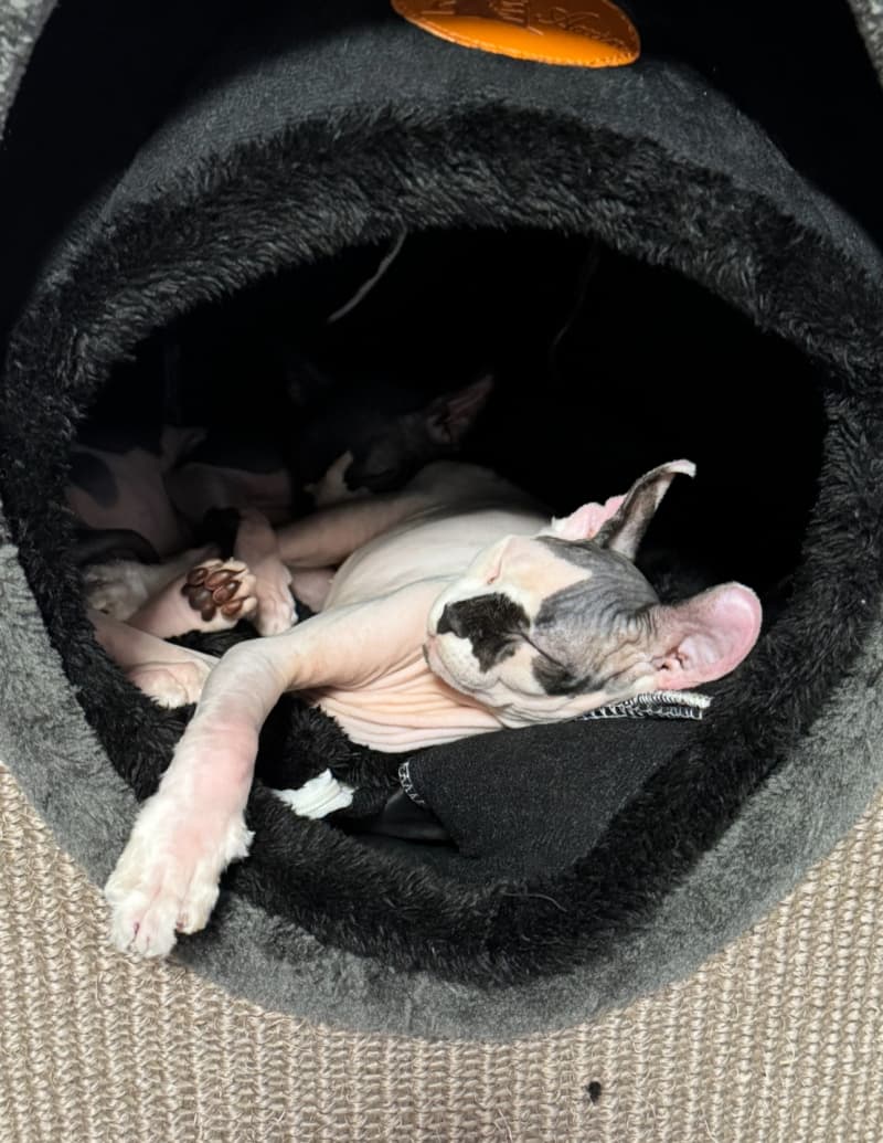 Wunderschöne reinrassige Sphynx-Elf Katzen