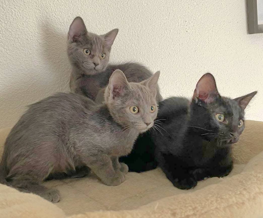 schwarz & grau