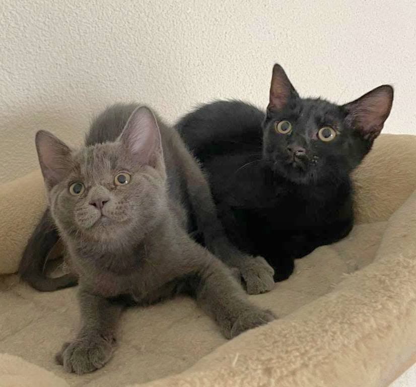 schwarz & grau
