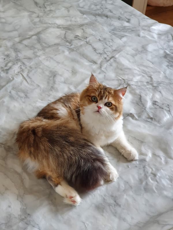 Perser Deckkater