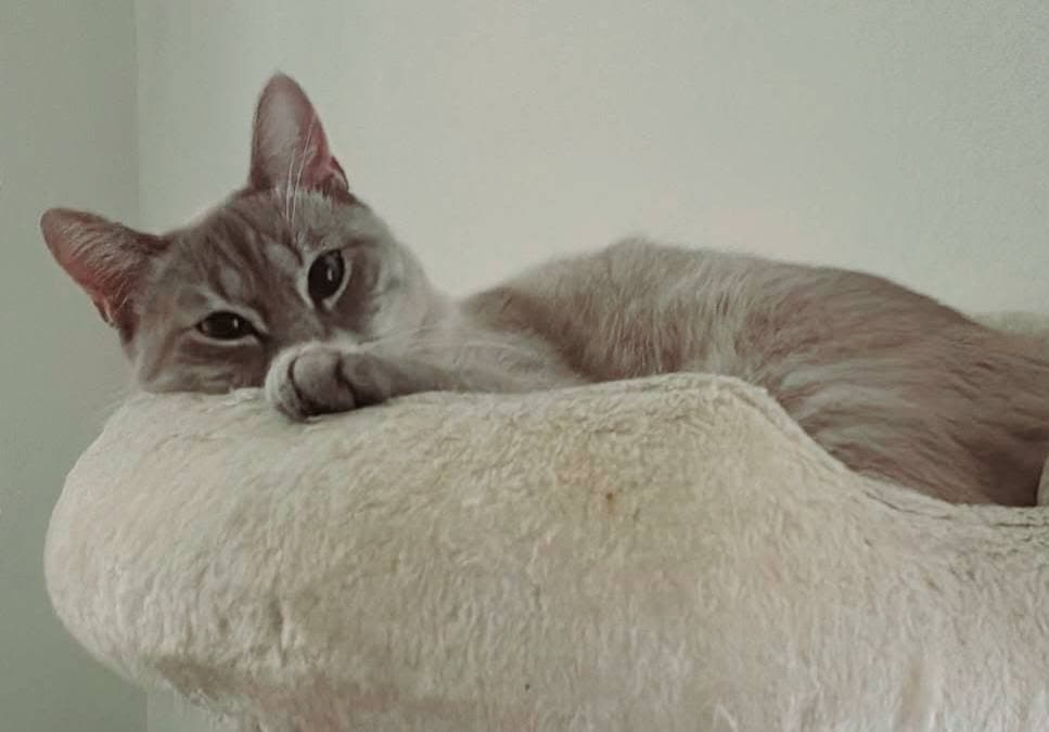 tabby point siam