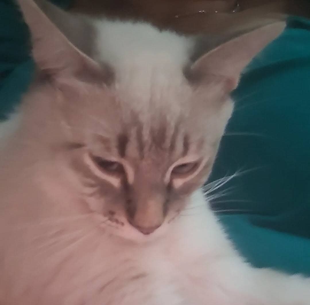 tabby point siam