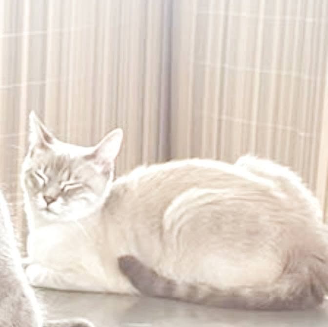 tabby point siam
