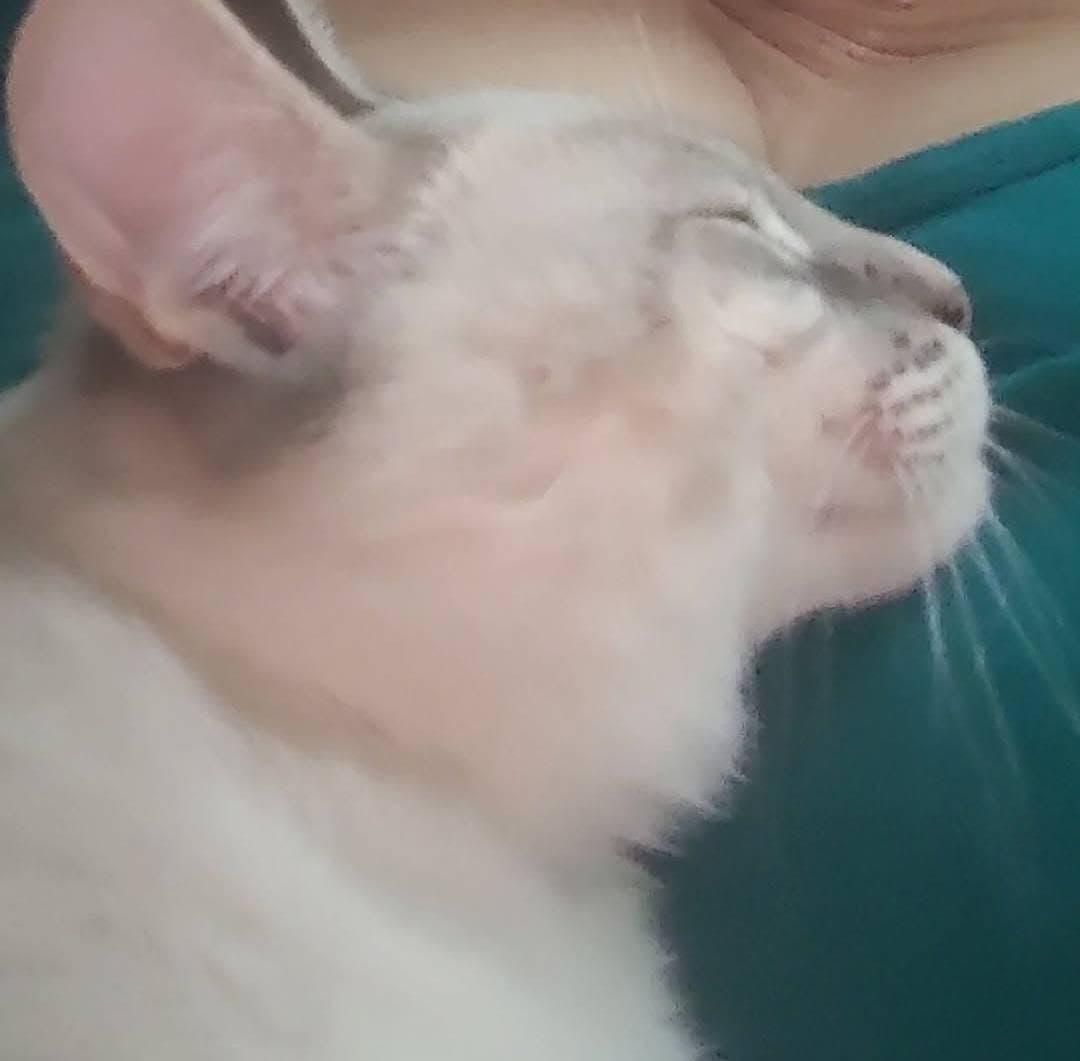 tabby point siam