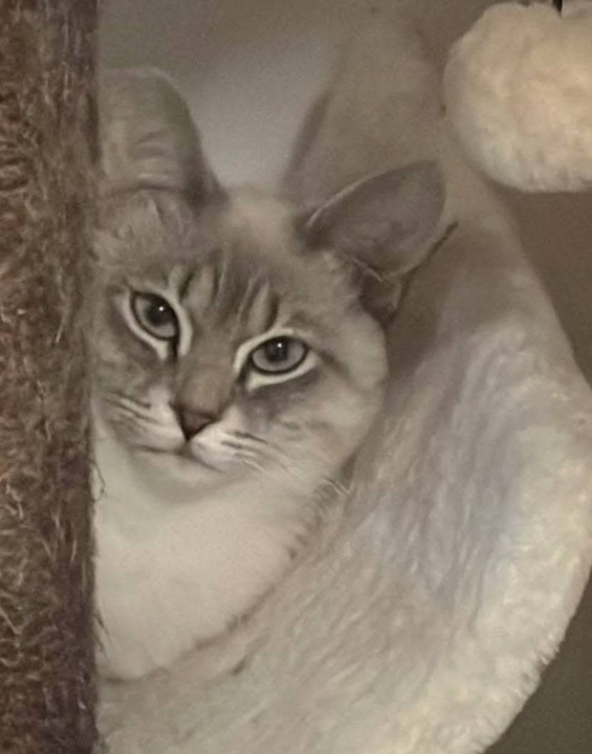 tabby point siam